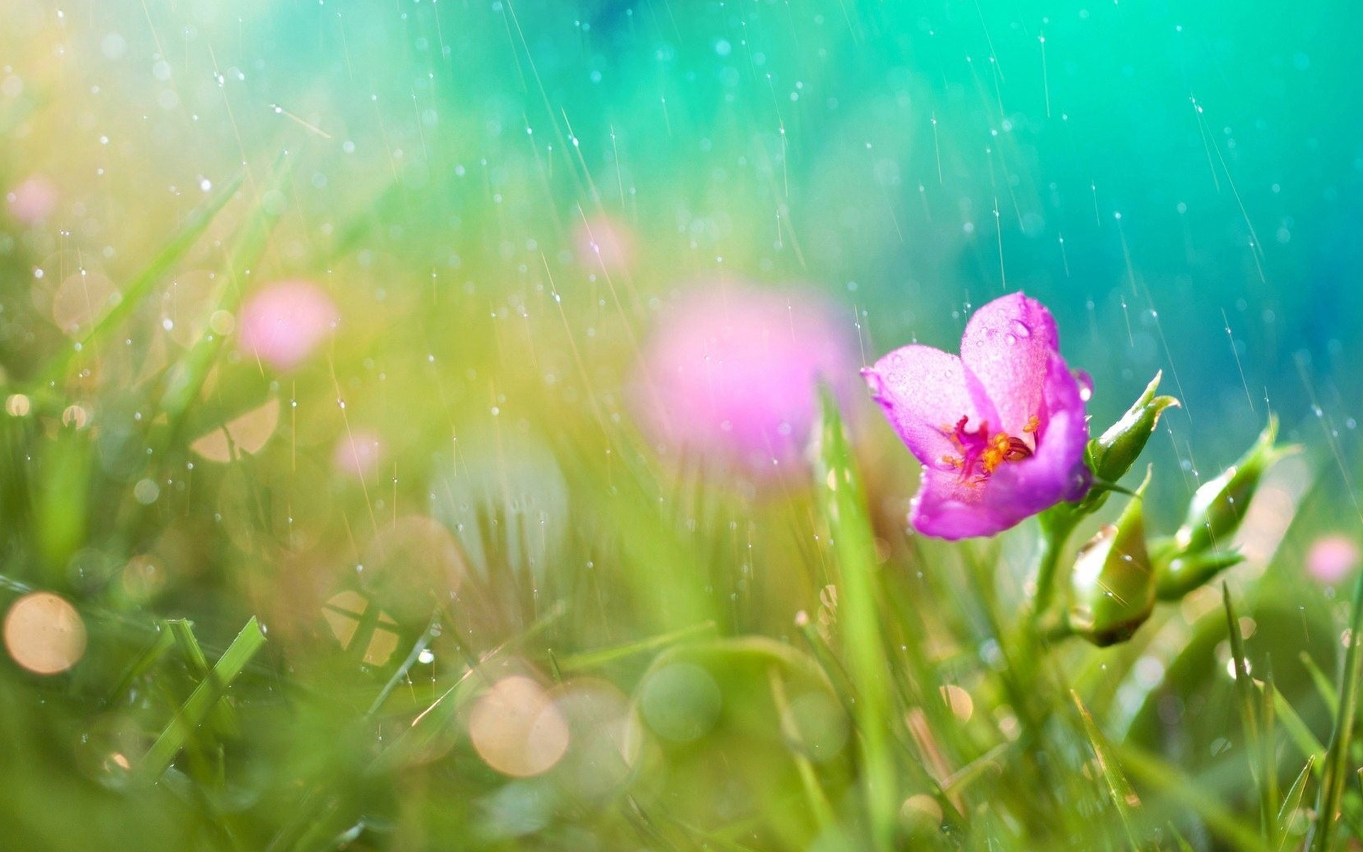 夏日雨后风景高清桌面壁纸[图2]