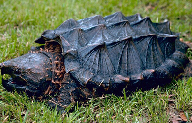 大鳄龟寿命 饲养下的寿命一般为20-70岁
