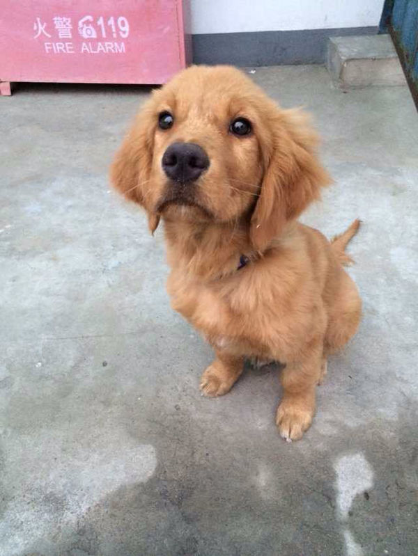 四个月大的金毛得过细小病毒 现在才二十斤。