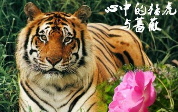 "心有猛虎,细嗅蔷薇",指的是什么意思?