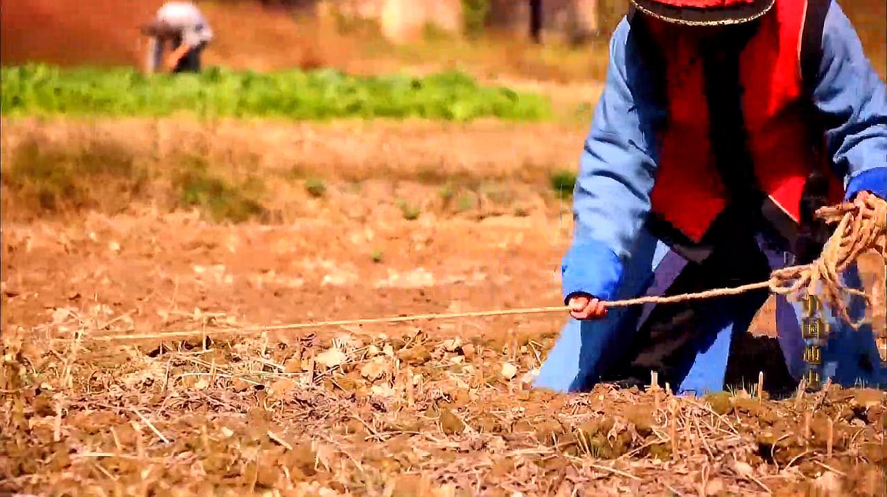 [图]中国通史,摊丁入亩,封建社会后期赋役制度一次重大改革