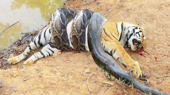 老虎大战蟒蛇,惨被缠住,镜头拍下全过程!