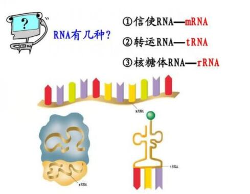 转运rna图片高清图片