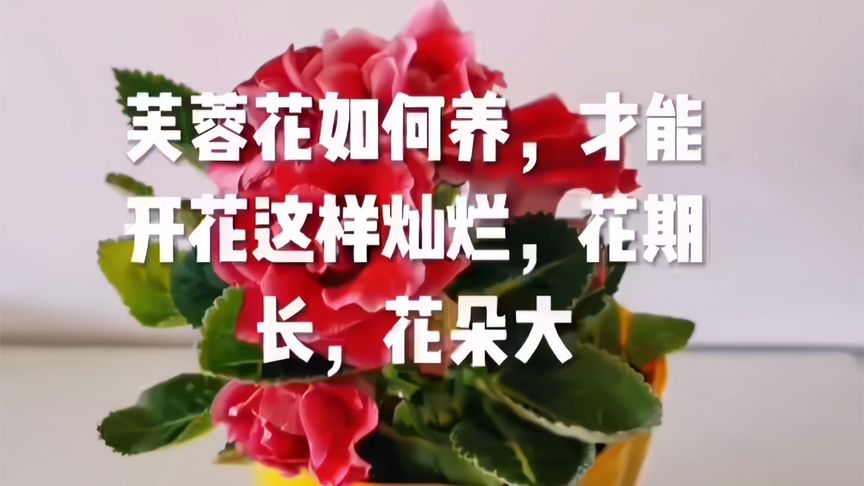 [图]芙蓉花如何养,才能开花这样灿烂,花期长,花朵大