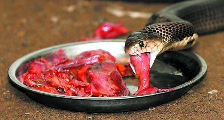 眼镜蛇可不可以吃