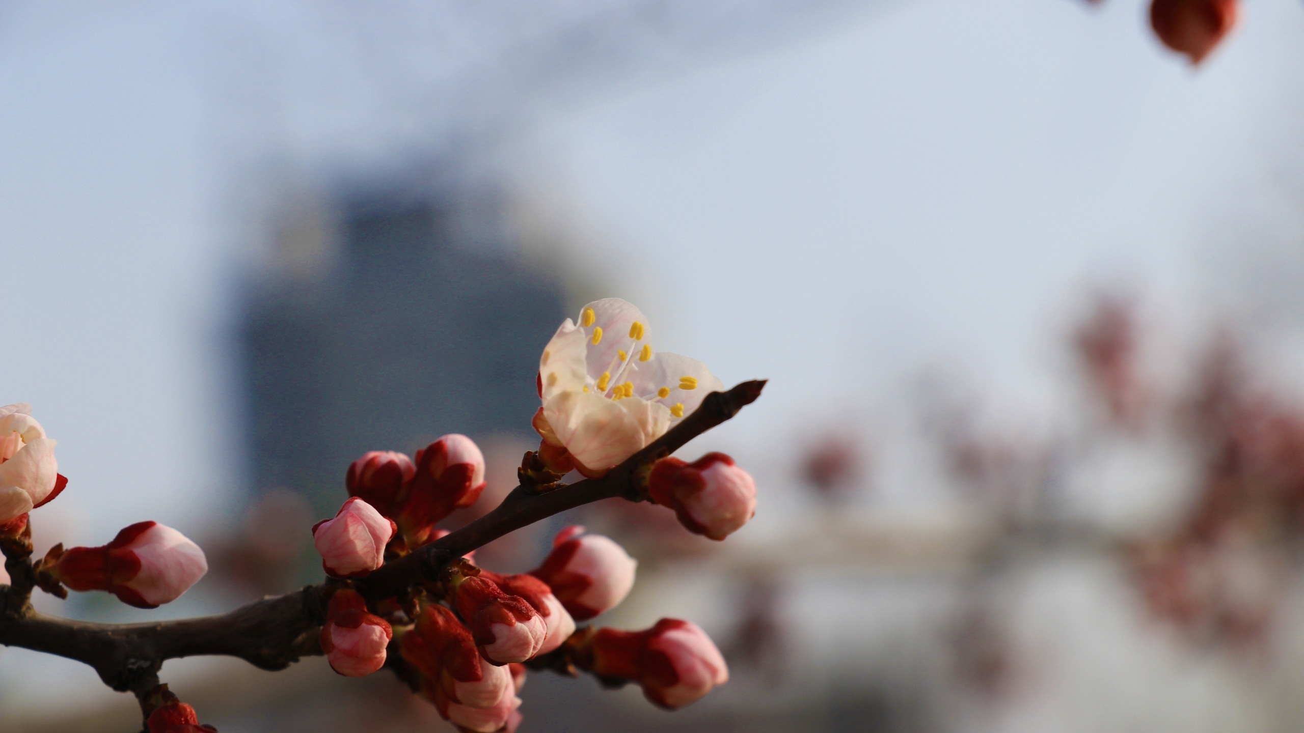 高清桃花花卉桌面壁纸[图3]