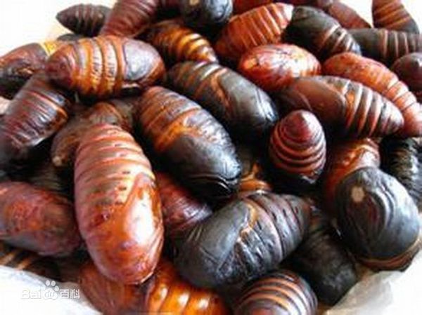 蚕蛹中间的黑心是什么