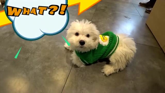 《小伶玩具》小狗不舒服啦,快带小狗一起去看宠物医生吧!