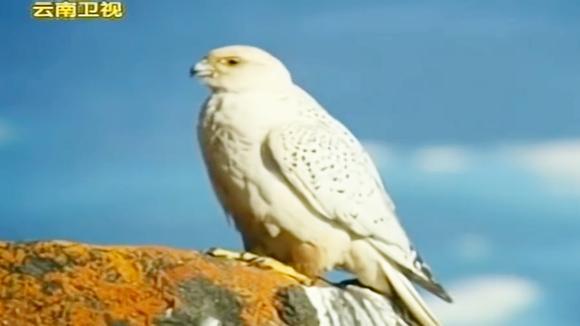 360影视 影视搜索