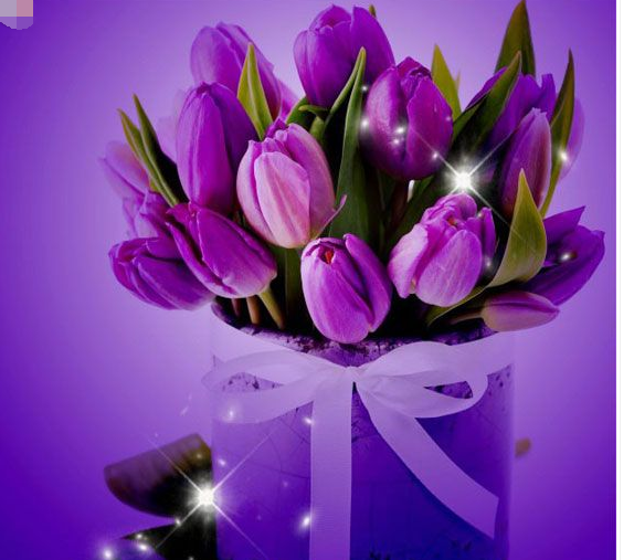紫色郁金香的花语是什么