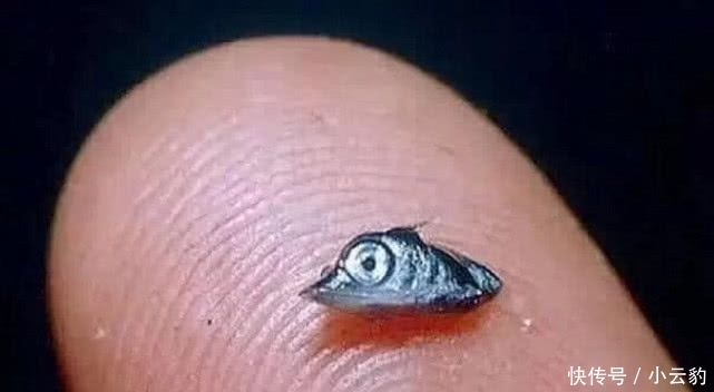 幼崽和成年不一样