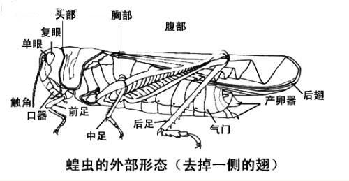 蝗虫的口器结构图图片