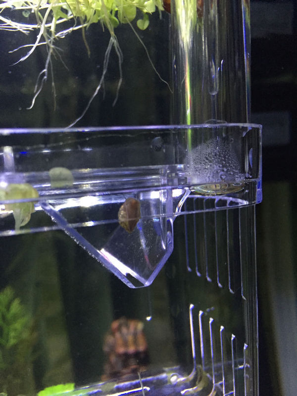 各位大神…这是什么螺啊?前几天买的苹果螺!过