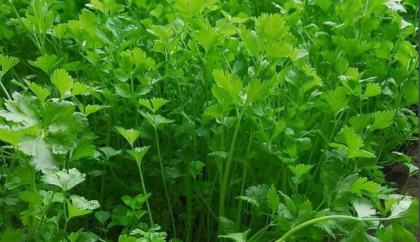 广东人叫香菜叫什么?