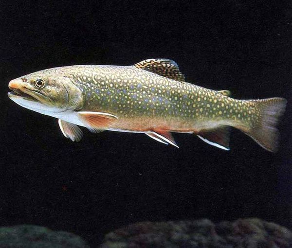 这是什么鱼啊,怎么做才好吃?