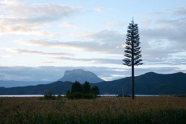 请问泸沽湖旁边的这棵很长很直的树,如图片,是什么树叫什么名字.