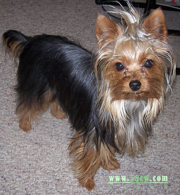 怎么判断约克夏是纯种的?