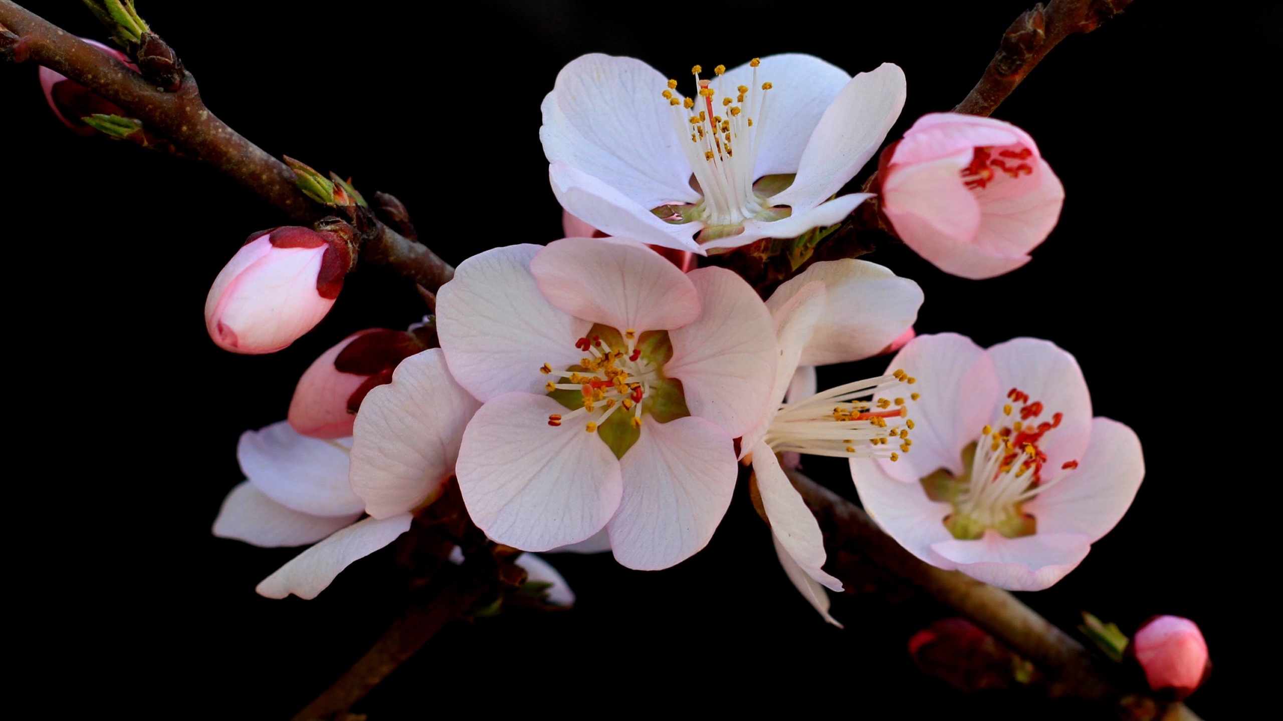 娇艳桃花花卉桌面壁纸[图8]