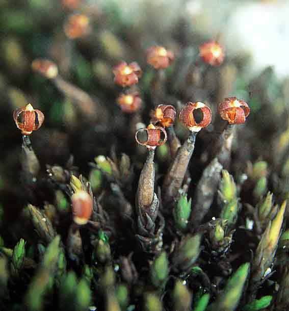 岩生黑藓(黑藓科) andreaea rupestris