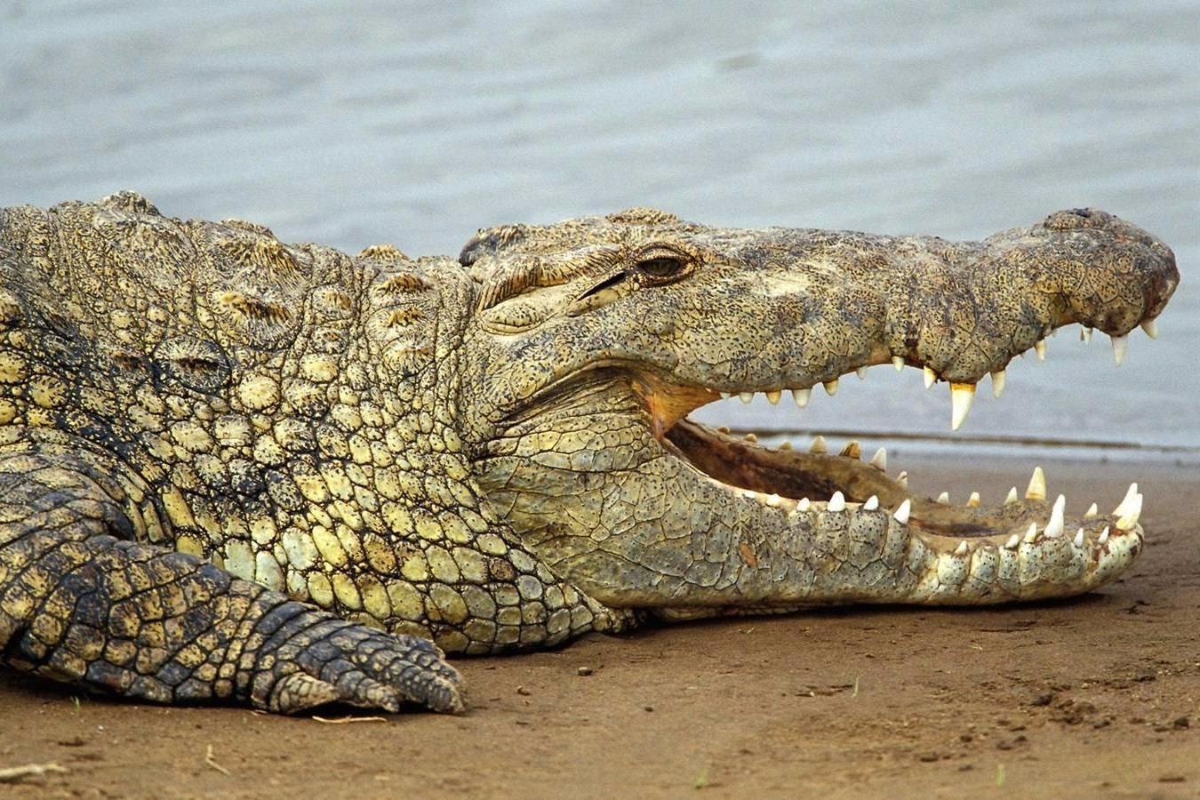 视频: 动物世界,鳄鱼是一种冷血的卵 生动物,但是在它面前就温顺了