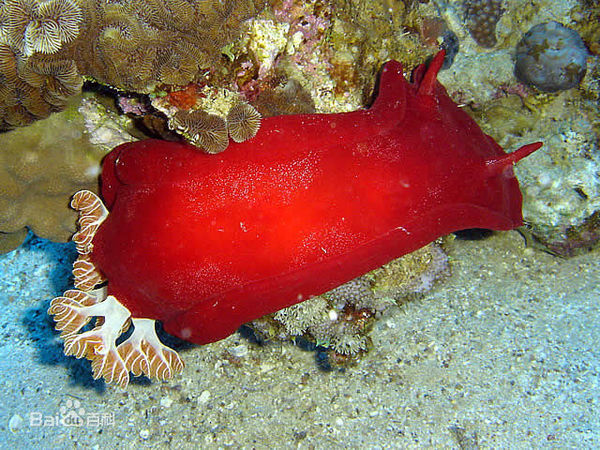 31 海兔是一种螺类,海兔科海洋腹足类的统称,又称海蛞蝓.