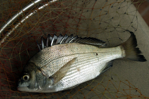 黑鲷又名黑棘鲷,学名为sparus macrocephlus 【搜索】黑鲷鱼的做法