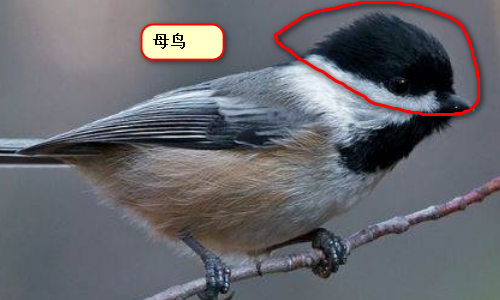 贝子鸟怎样分公母图解图片