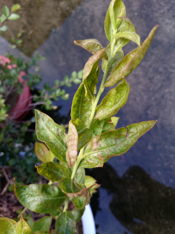 盆栽蓝莓出现叶子卷叶、请问这是什么病、喷什