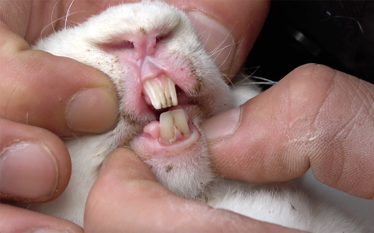 小兔子为什么喜欢 磨牙,并且磨得特别锋利,堪比老虎的大牙齿!