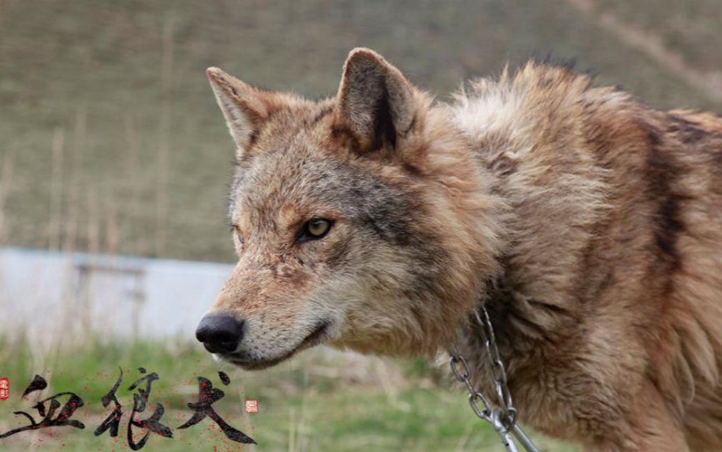 一部非常感人的 电影《 血狼犬》狗狗为了保护主人,把命搭上了