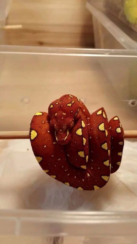 大家帮我看一下这个蛇叫什么名字,该怎么饲养