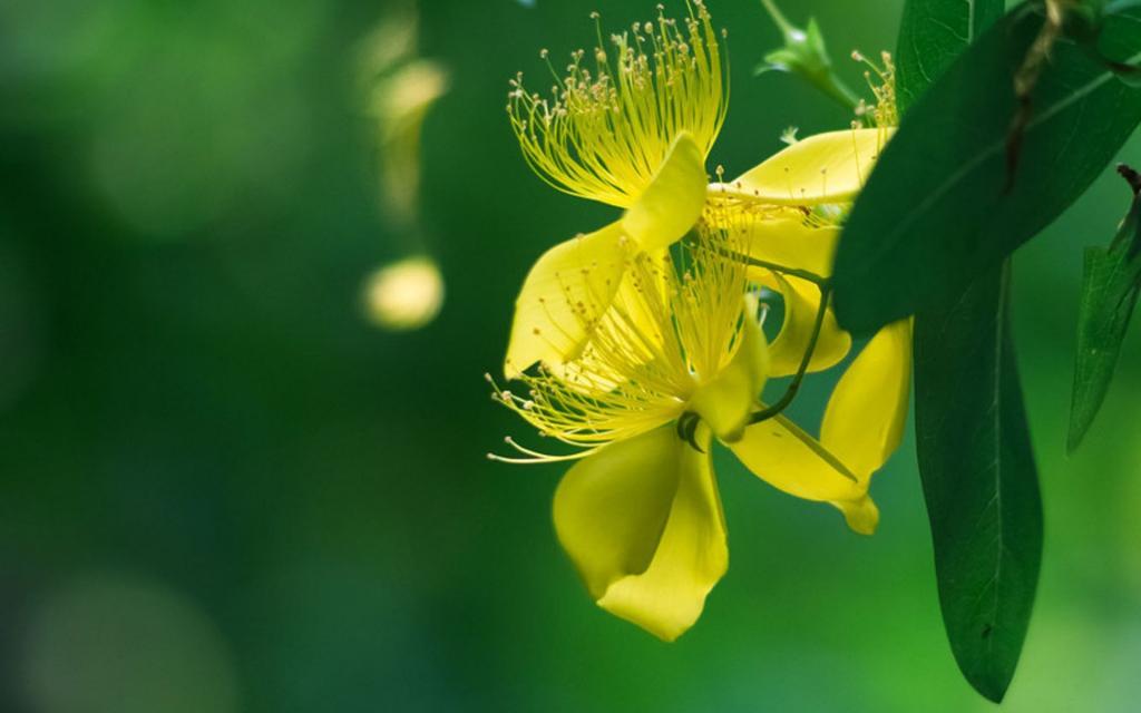 绿色护眼唯美植物[图6]