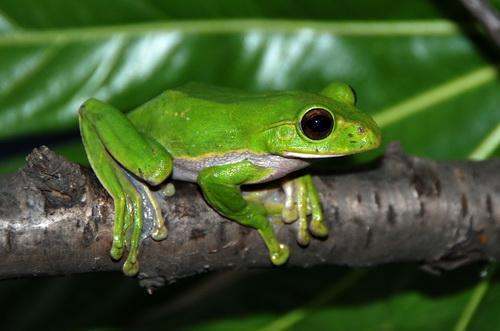 这个叫什么是绿色的青蛙
