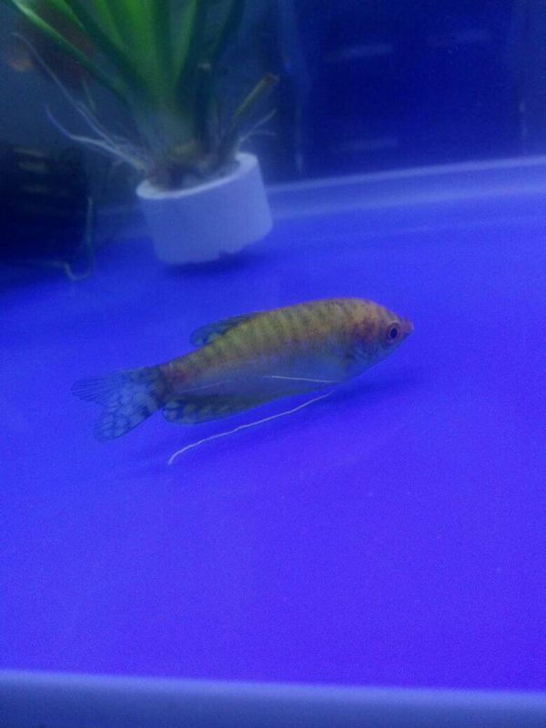 黄鳗鱼尾巴颜色一般变淡尾部少少有点腐烂怎么