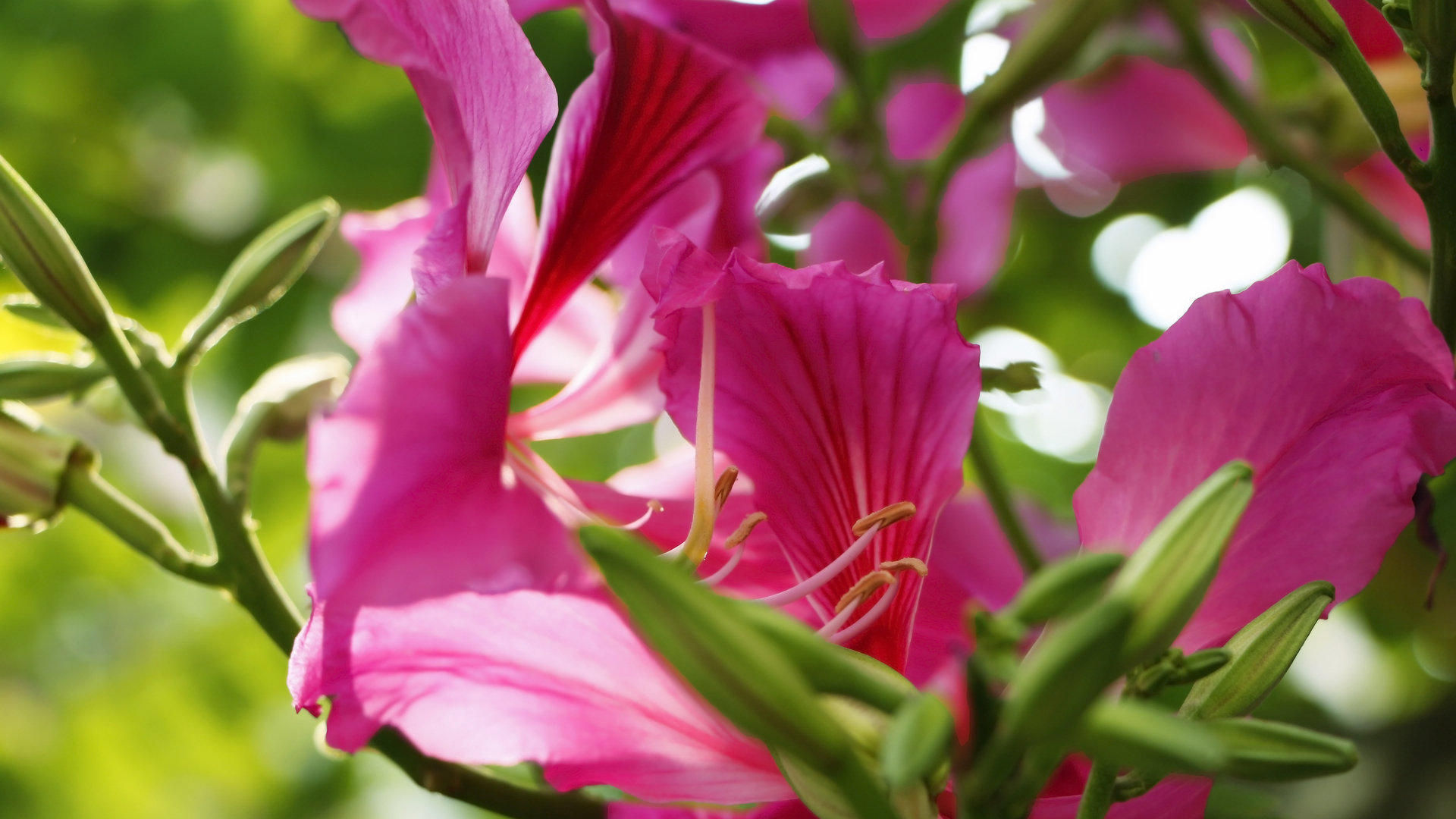 紫荆花花卉桌面壁纸[图10]