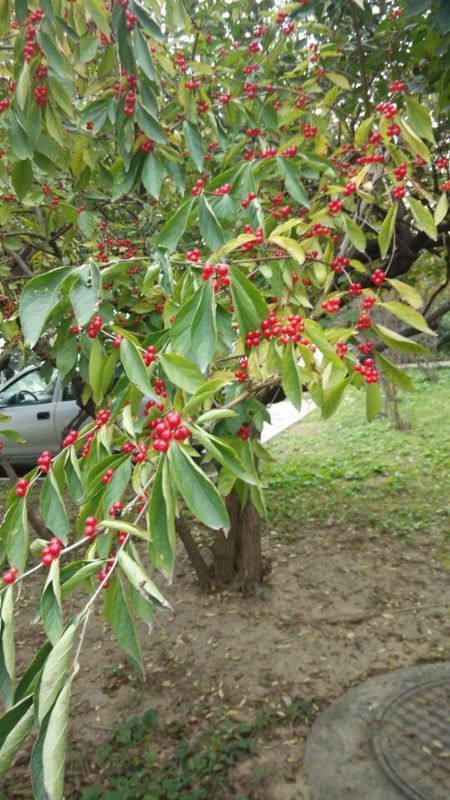 这种常见的,结红豆豆的植物叫什么?