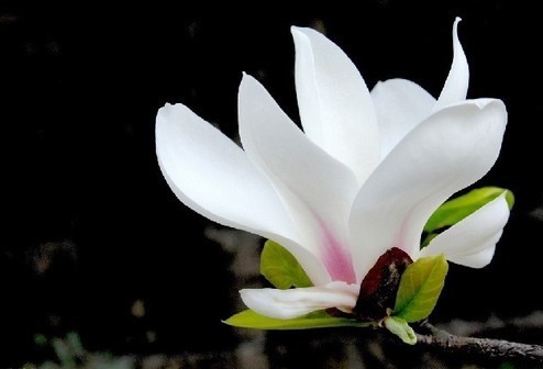 木棉花和白玉兰是不是一种花?