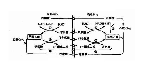 糖异生图图片