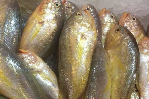 王眉头是什么鱼呀?