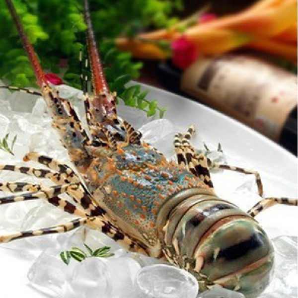 澳洲红龙虾和青龙虾有什么区别