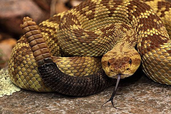 蛇真的会记仇来报复人吗?