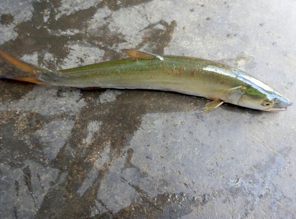 请问这是什么鱼?在鱼塘里抓到的