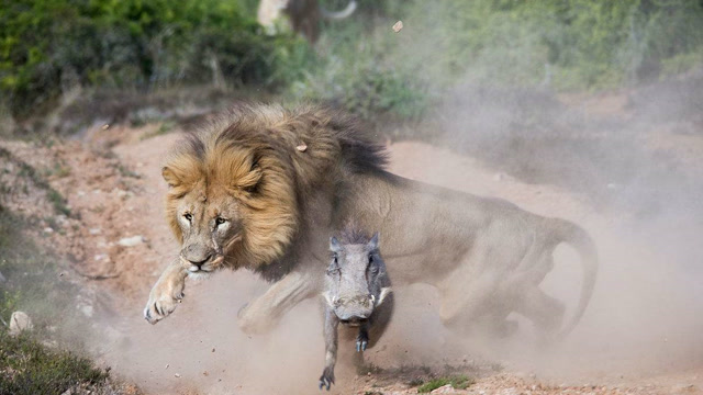 疣猪幼崽被3只狮子围捕,孤立无援真可怜