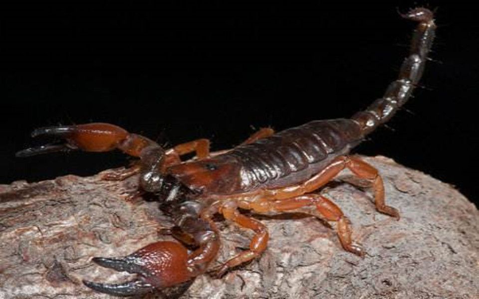 晋级赛二期 a组第一轮第五战 大王 虎甲vs红爪帝王