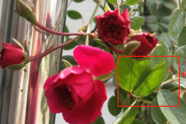 红木香花多是在5月到7月份之间开花.花多颜色多是黄色的.