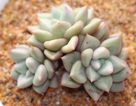 象象牙_样的绿色多肉植物叫什么启?