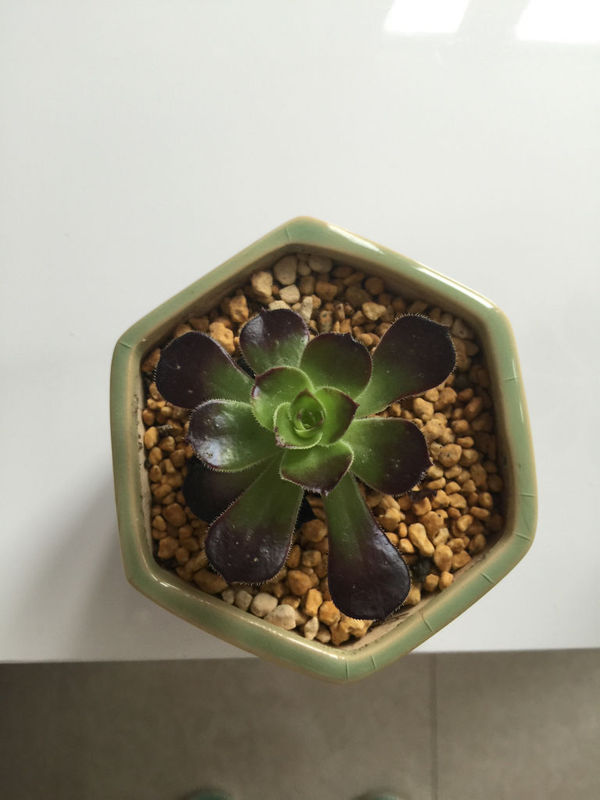 我家黑法师就这么几片叶子 而且下面还是先枯