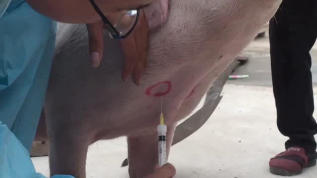 猪前腔静脉采血教学 视频