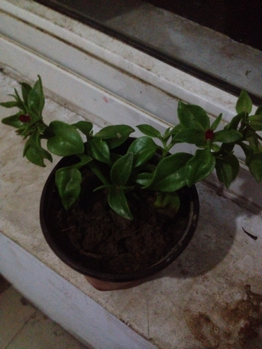 请问这是什么植物呢?附带一个问题:扁竹兰能在屋里养吗