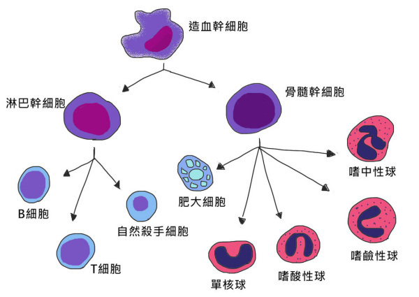嗜碱性粒细胞结构图图片